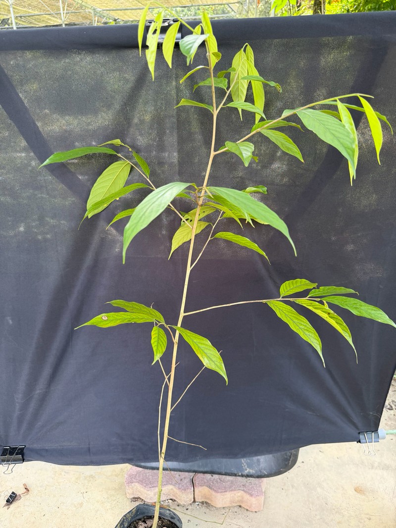Monoon clavigerum
