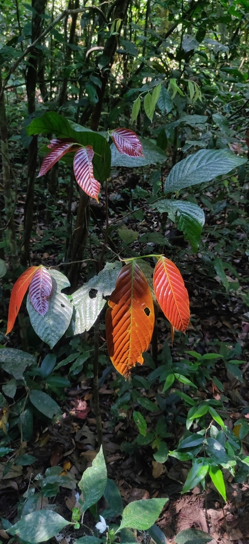 Monoon coffeoides