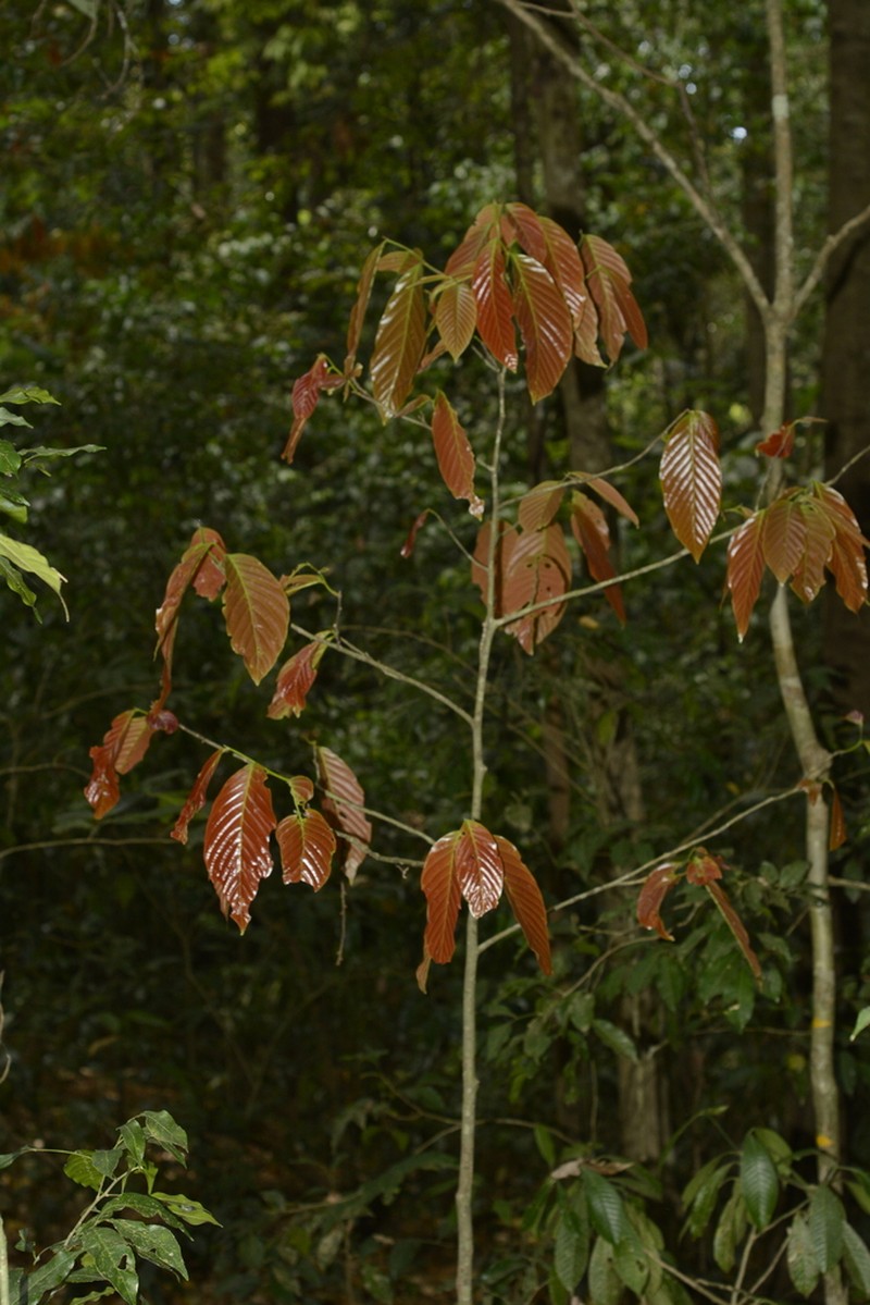 Monoon coffeoides photo 2