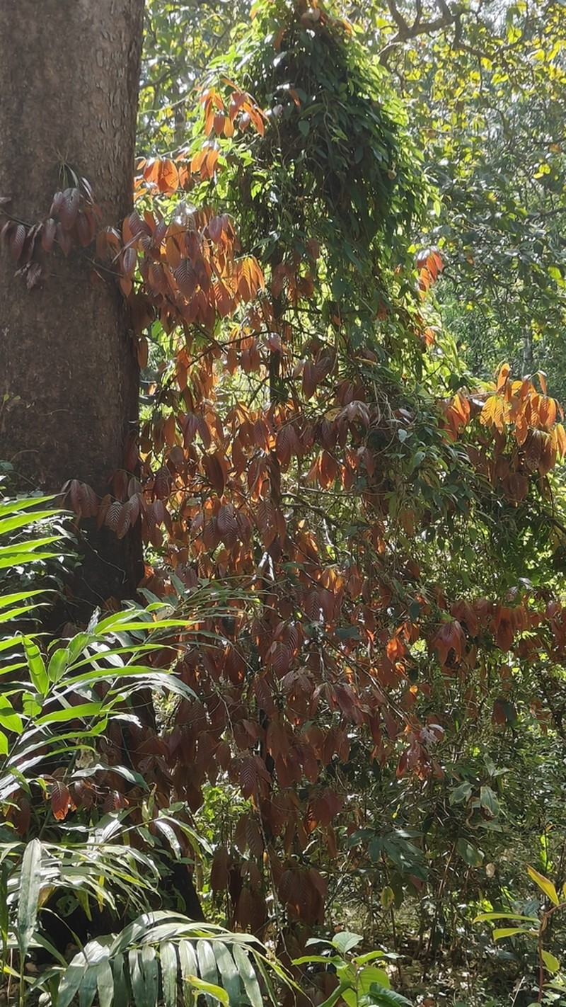 Monoon coffeoides photo 8
