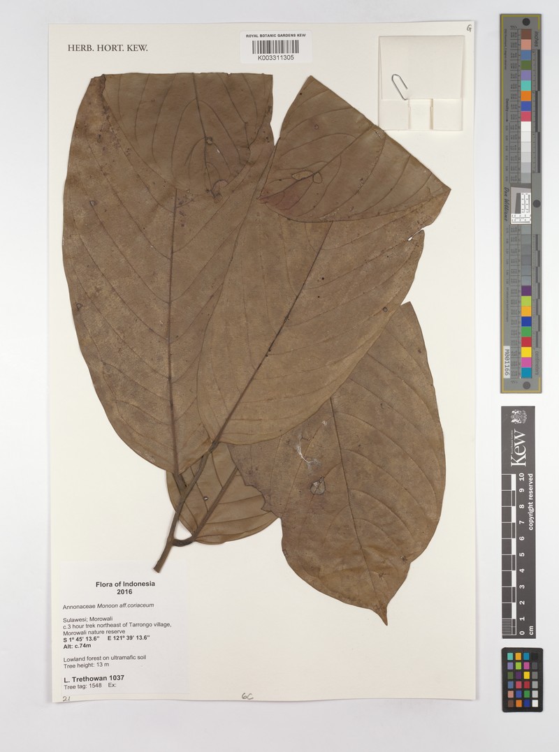 Monoon coriaceum