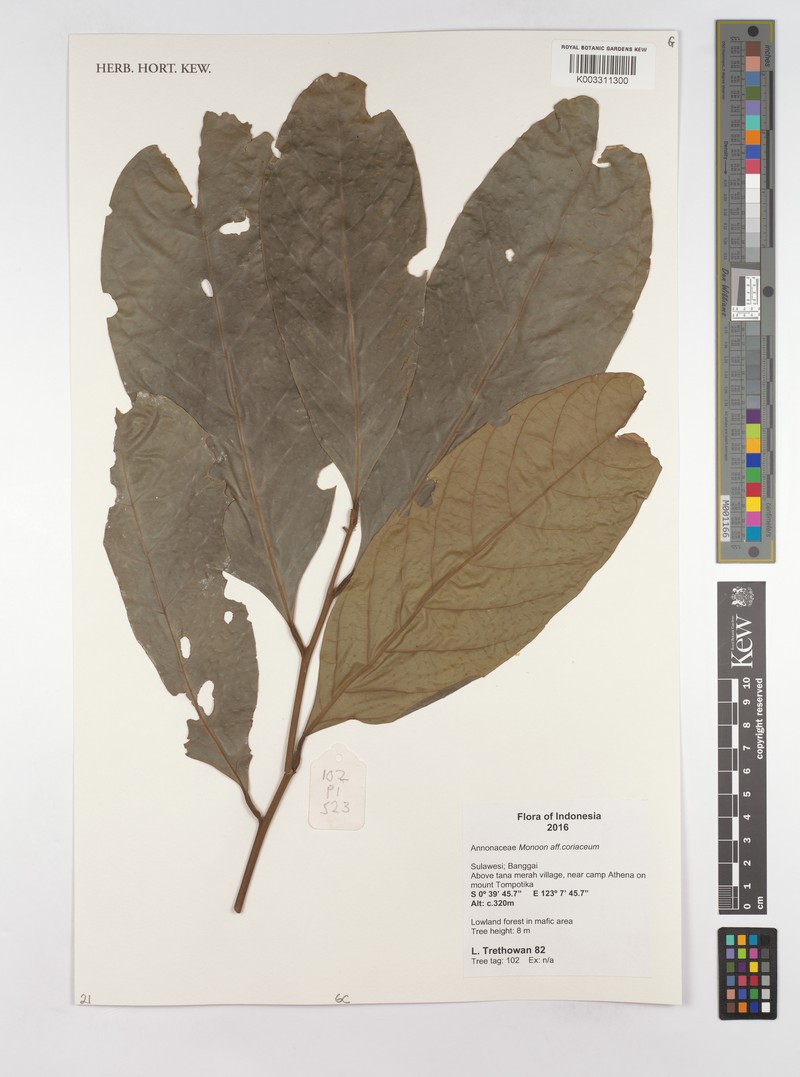 Monoon coriaceum photo 2