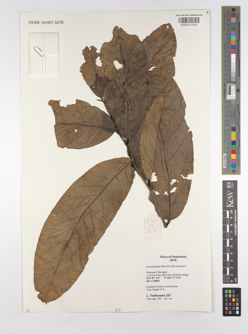Monoon coriaceum photo 3