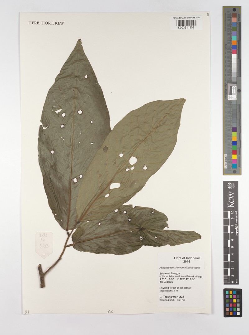 Monoon coriaceum photo 4