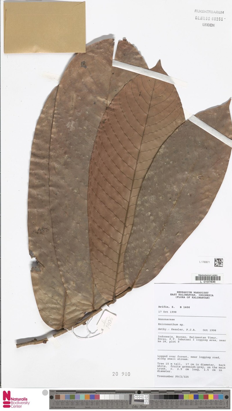 Monoon elongatum