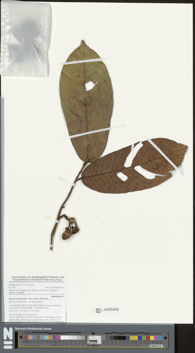 Monoon erianthoides