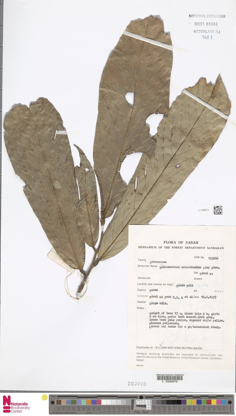 Monoon erianthoides photo 3