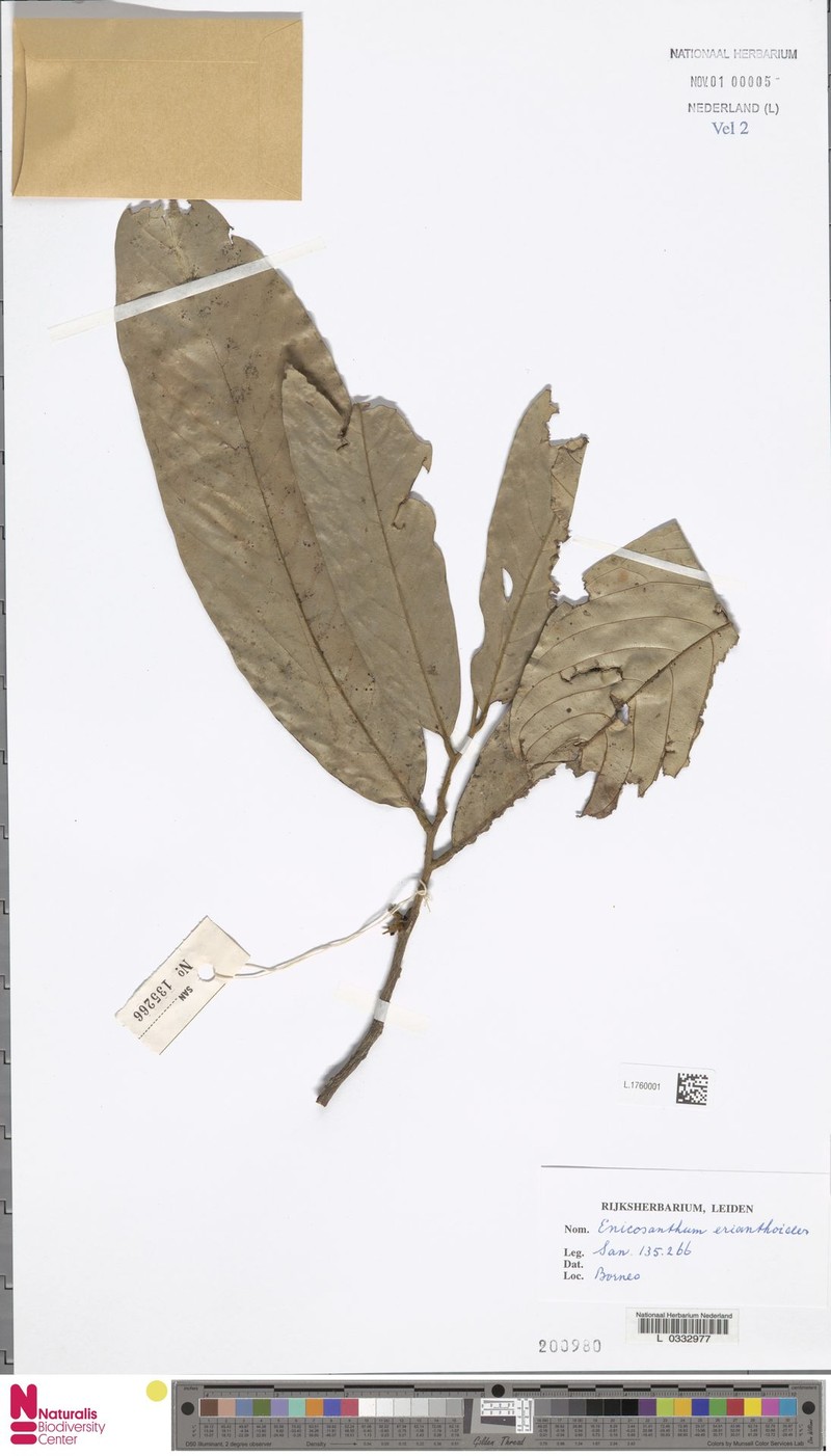Monoon erianthoides photo 4