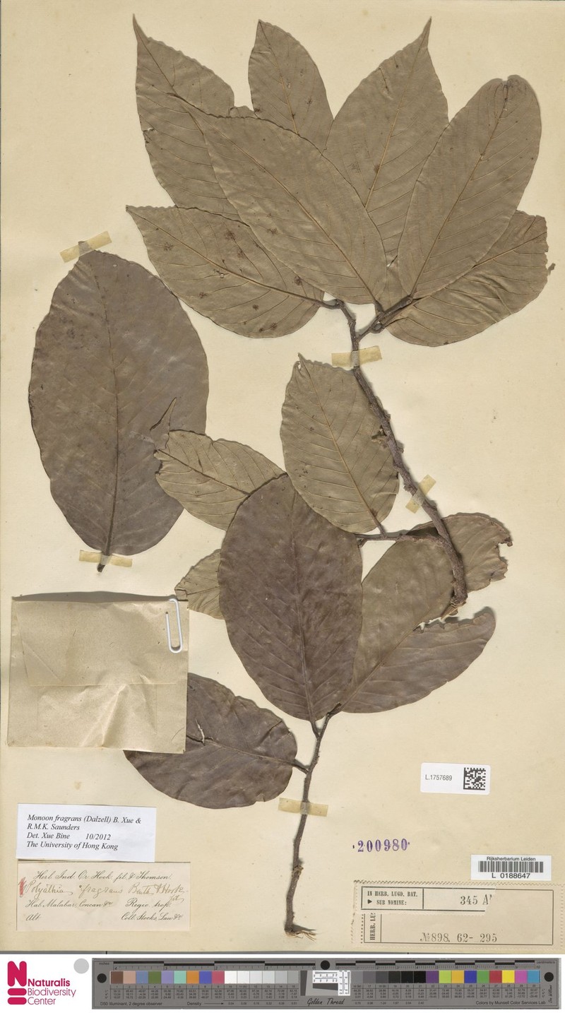 Monoon fragrans