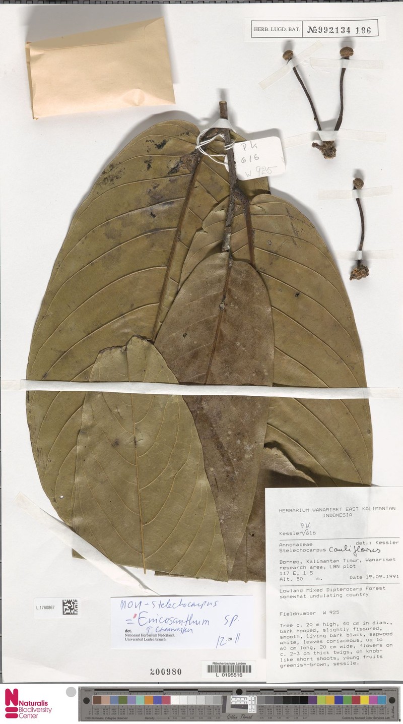 Monoon gigantifolium