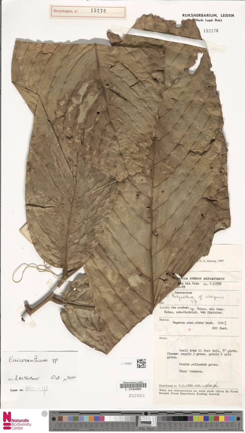 Monoon gigantifolium photo 2