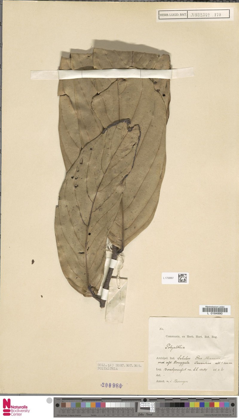 Monoon gigantifolium photo 3
