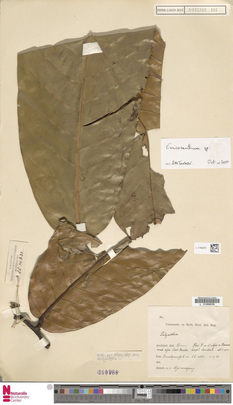 Monoon gigantifolium photo 4