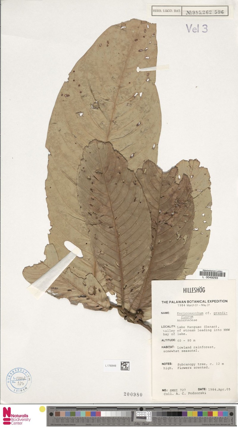 Monoon grandiflorum photo 2