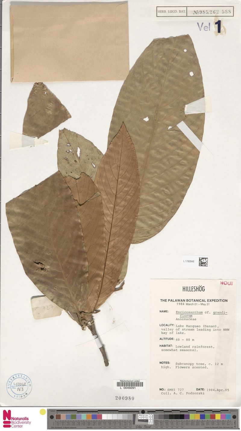 Monoon grandiflorum photo 3