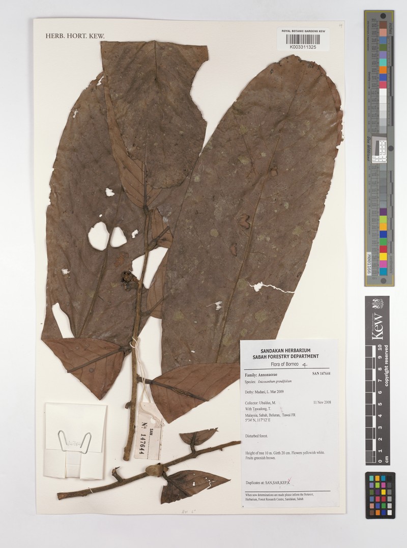 Monoon grandifolium