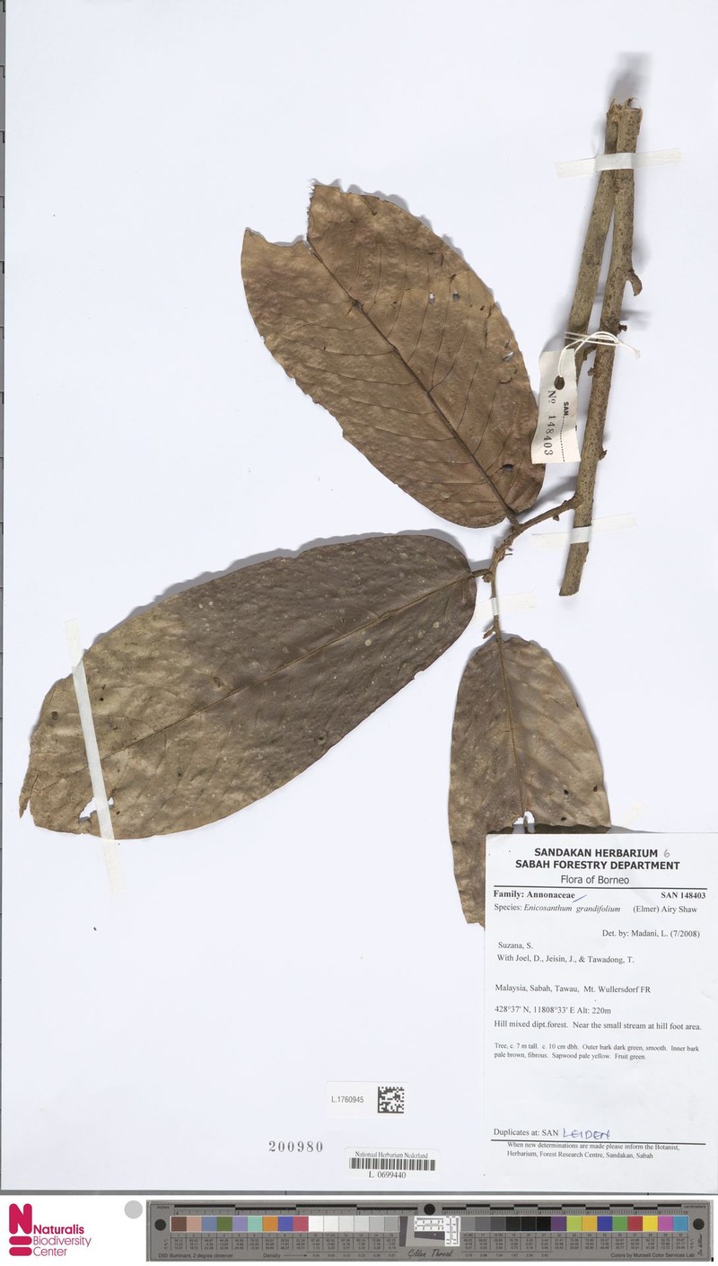 Monoon grandifolium photo 2