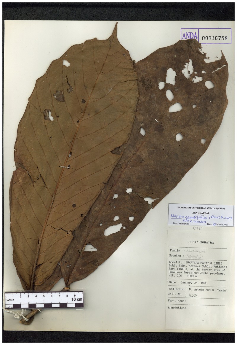 Monoon grandifolium photo 4