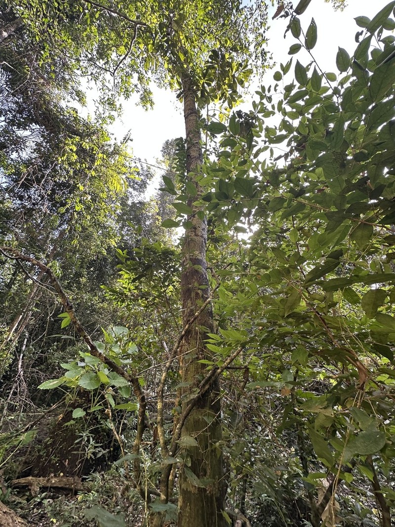 Monoon harmandii