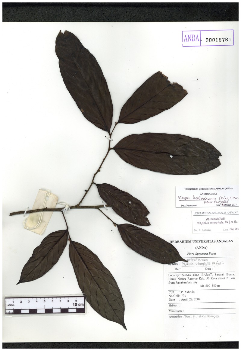 Monoon hookerianum photo 3