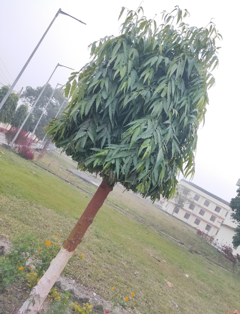 Monoon longifolium photo 2