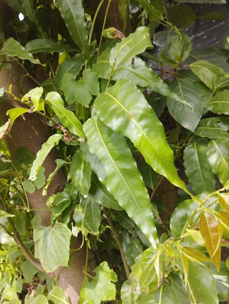 Monoon longifolium photo 4