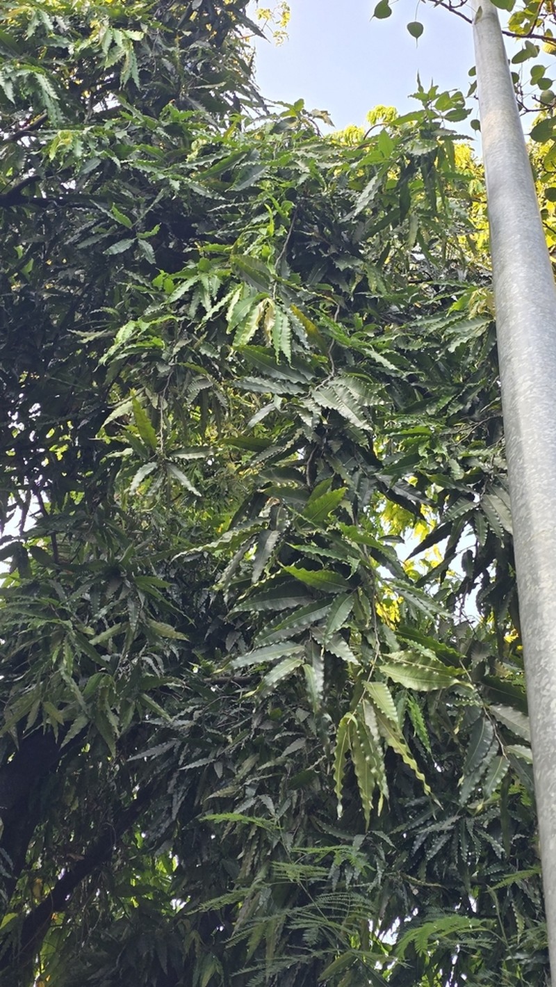 Monoon longifolium photo 6