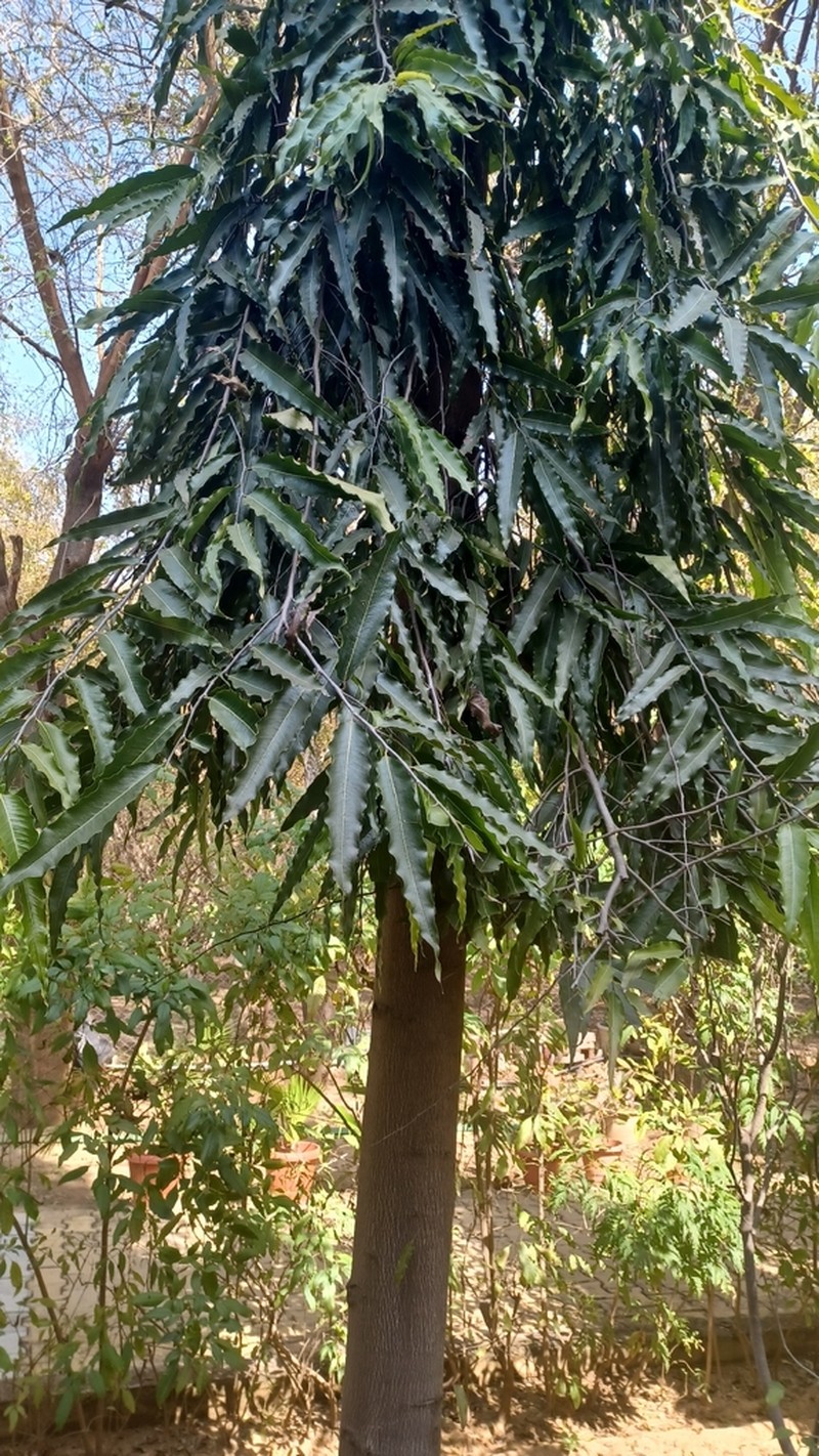Monoon longipetalum