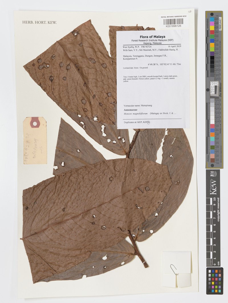 Monoon magnoliiflorum
