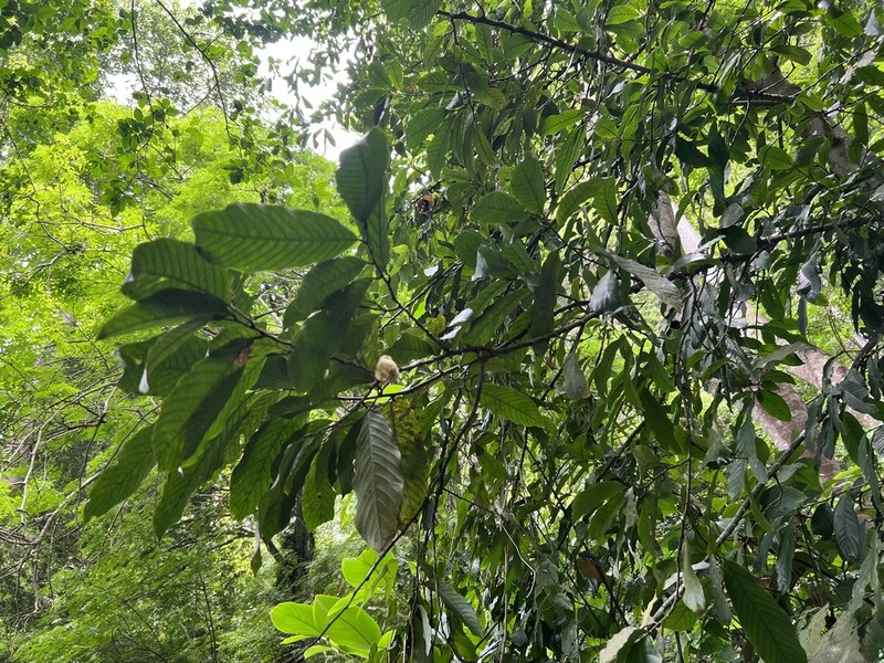 Monoon membranifolium