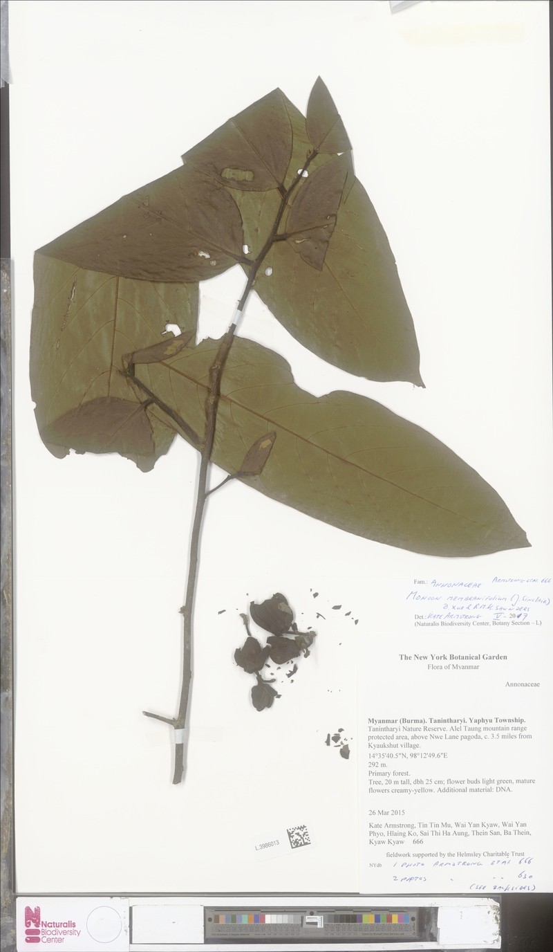 Monoon membranifolium photo 2