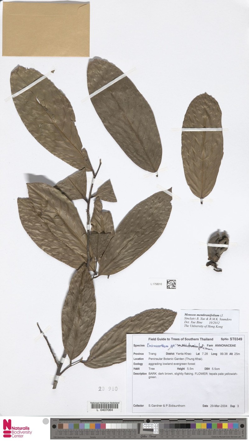 Monoon membranifolium photo 3