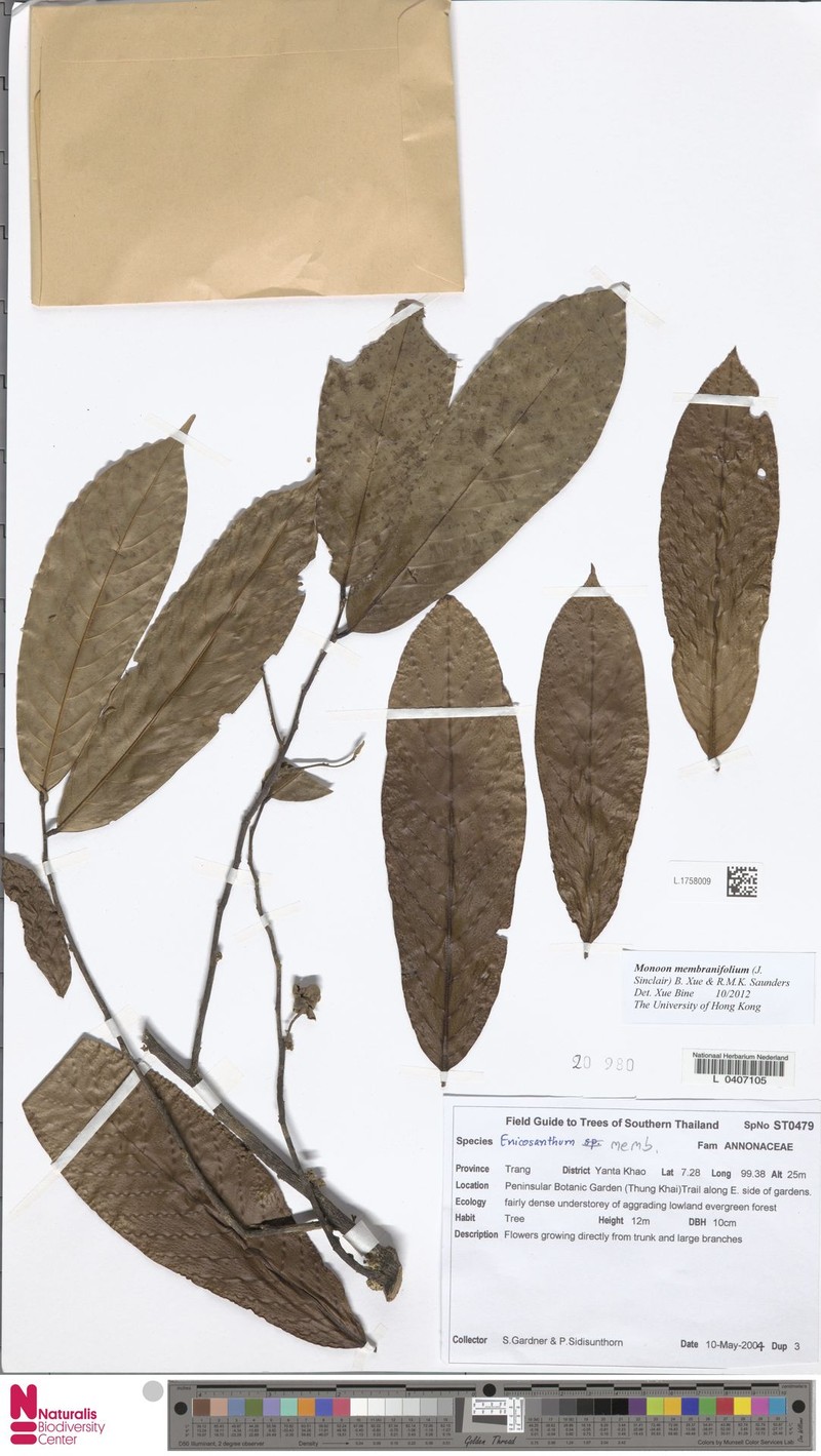 Monoon membranifolium photo 4