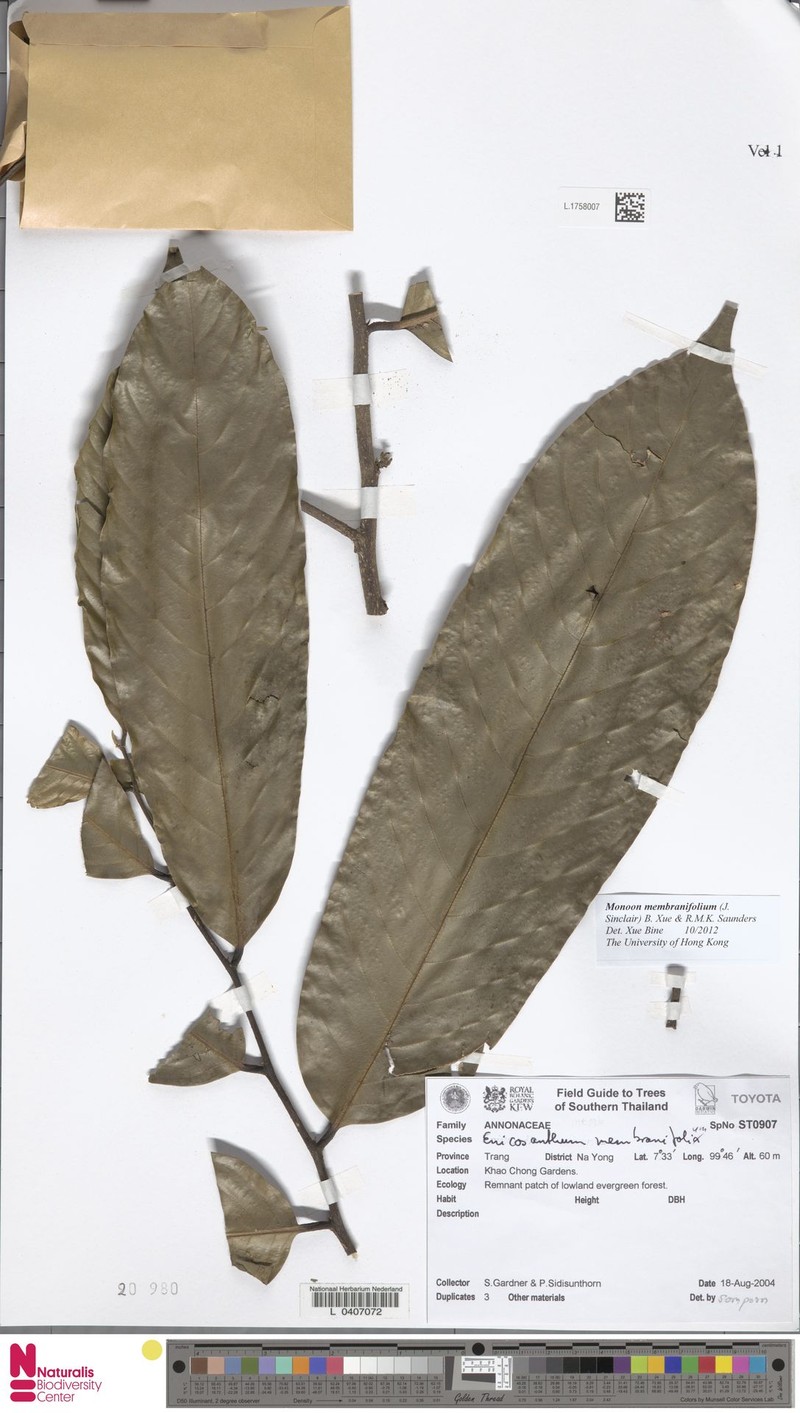 Monoon membranifolium photo 5