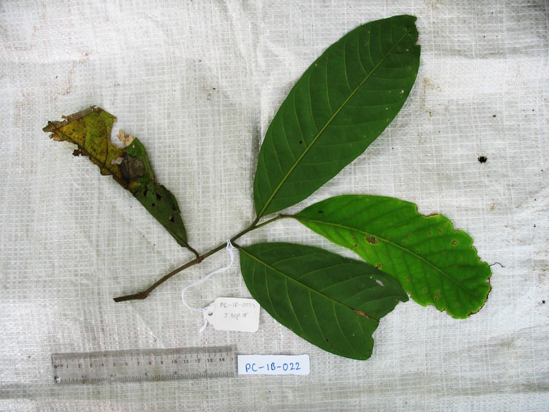 Monoon oblongifolium