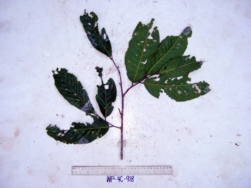 Monoon oblongifolium photo 2