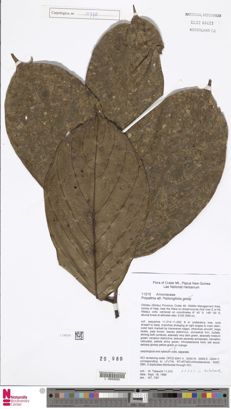 Monoon oblongifolium photo 3