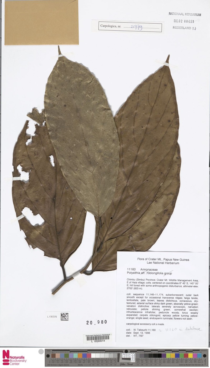 Monoon oblongifolium photo 4