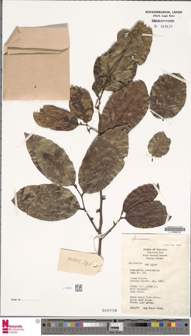 Monoon pachyphyllum