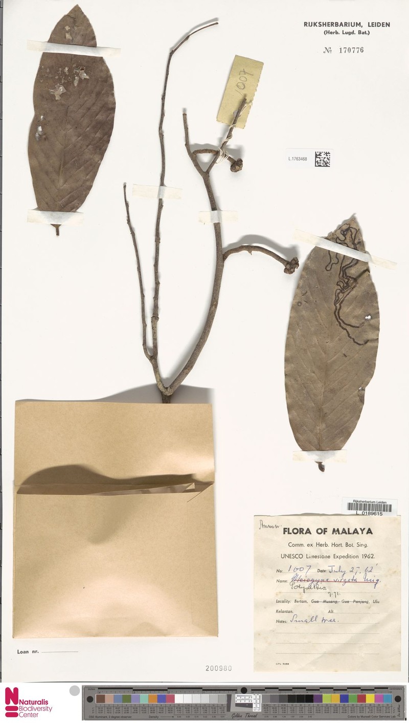 Monoon pachyphyllum photo 2