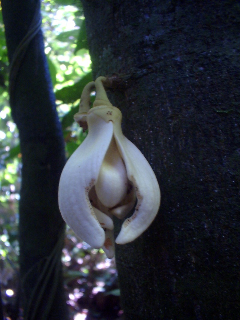 Monoon paradoxum