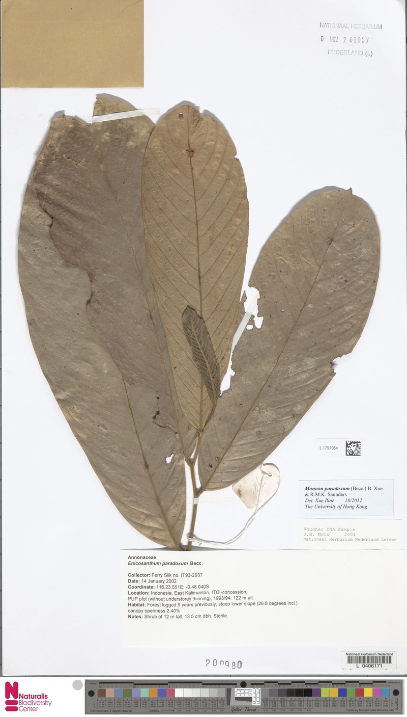 Monoon paradoxum photo 3