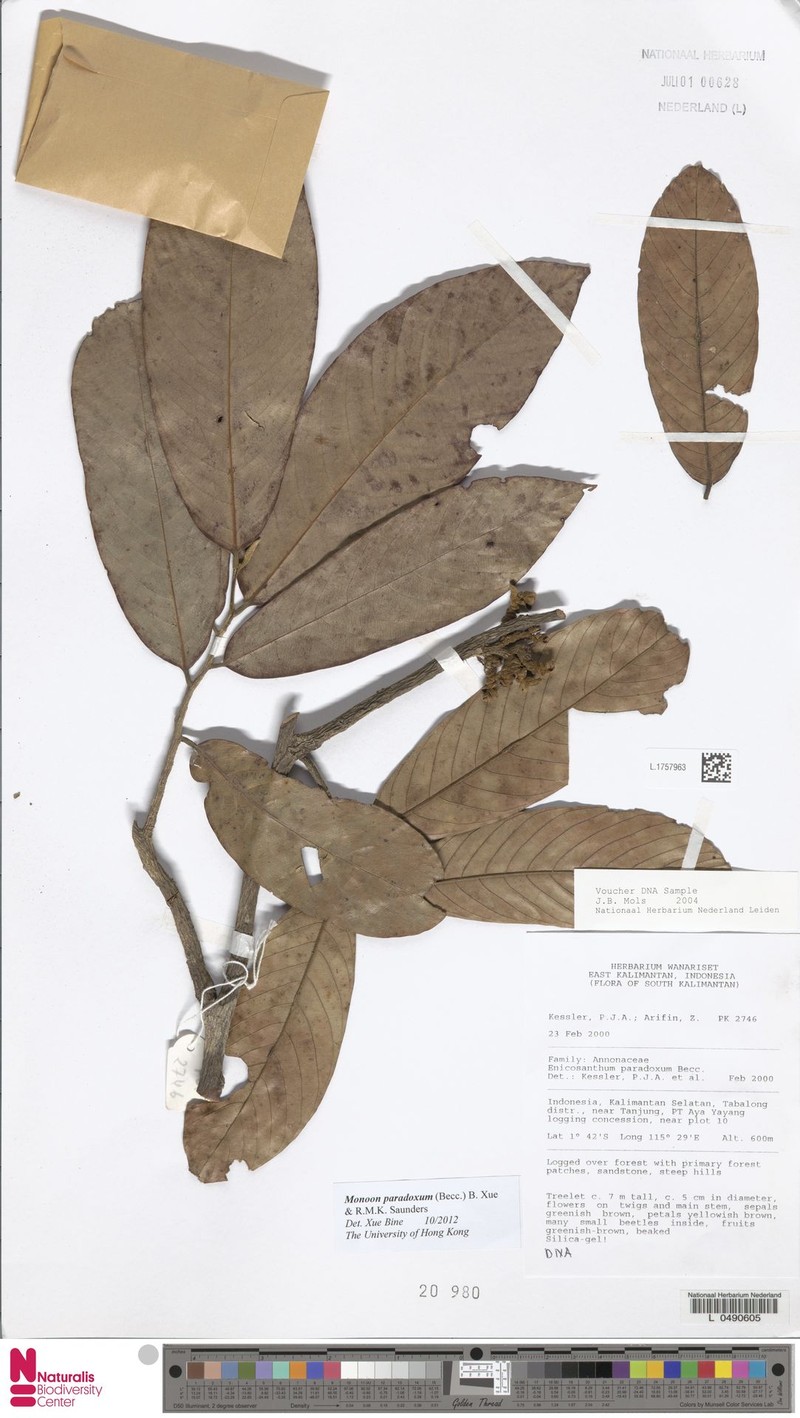 Monoon paradoxum photo 4