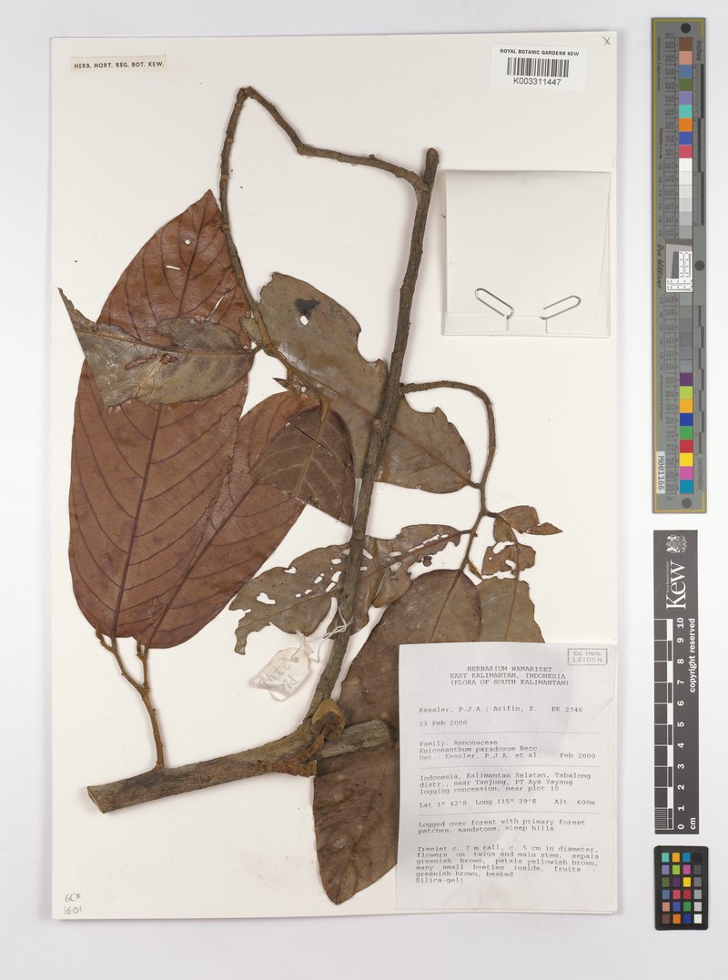 Monoon paradoxum photo 5