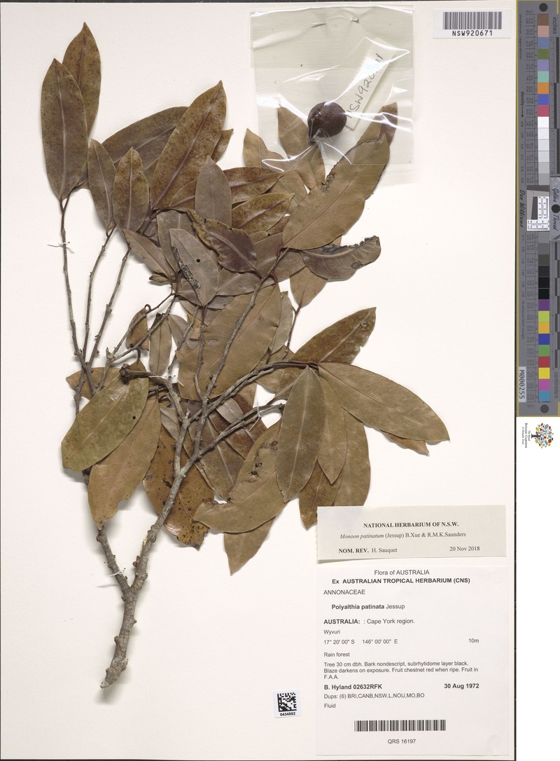 Monoon patinatum