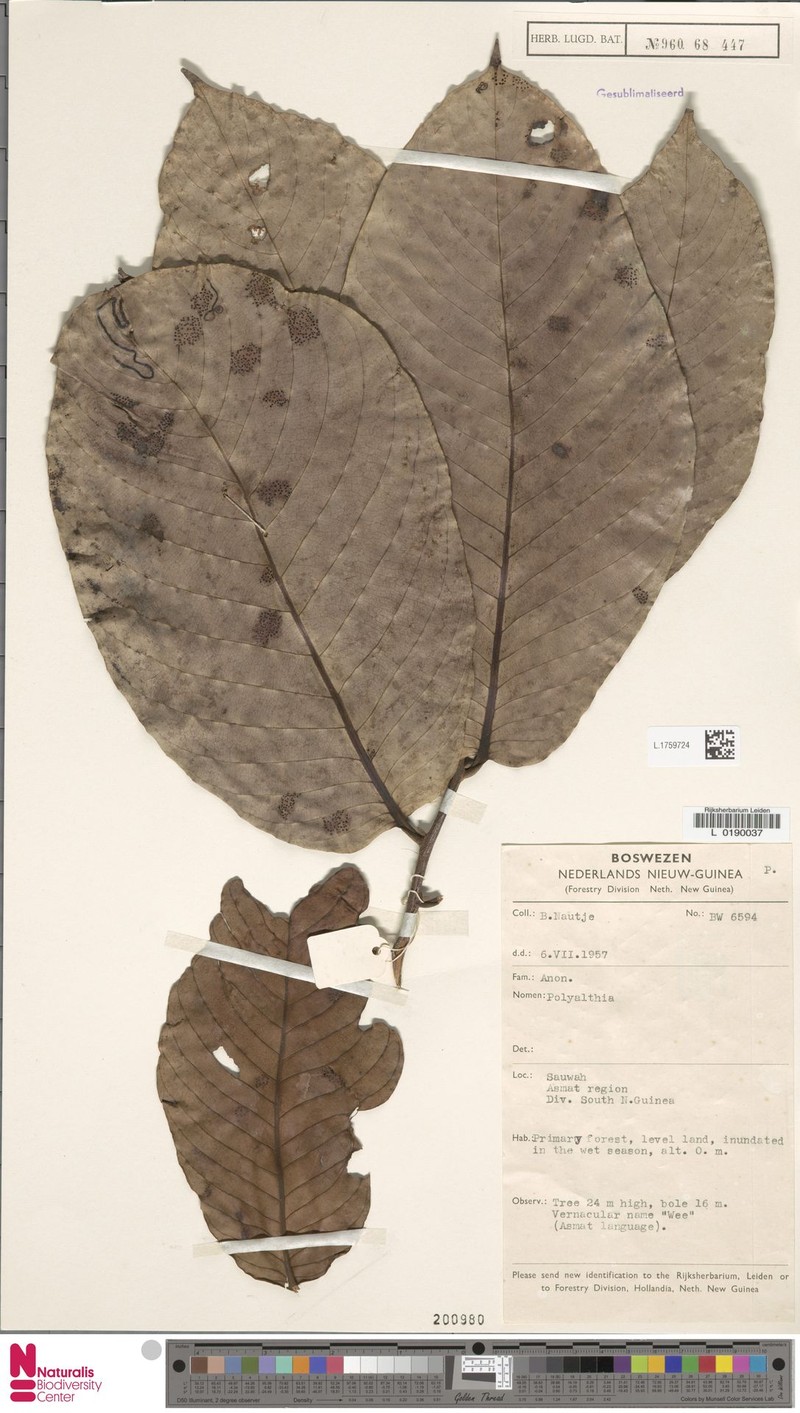 Monoon ramiflorum photo 3