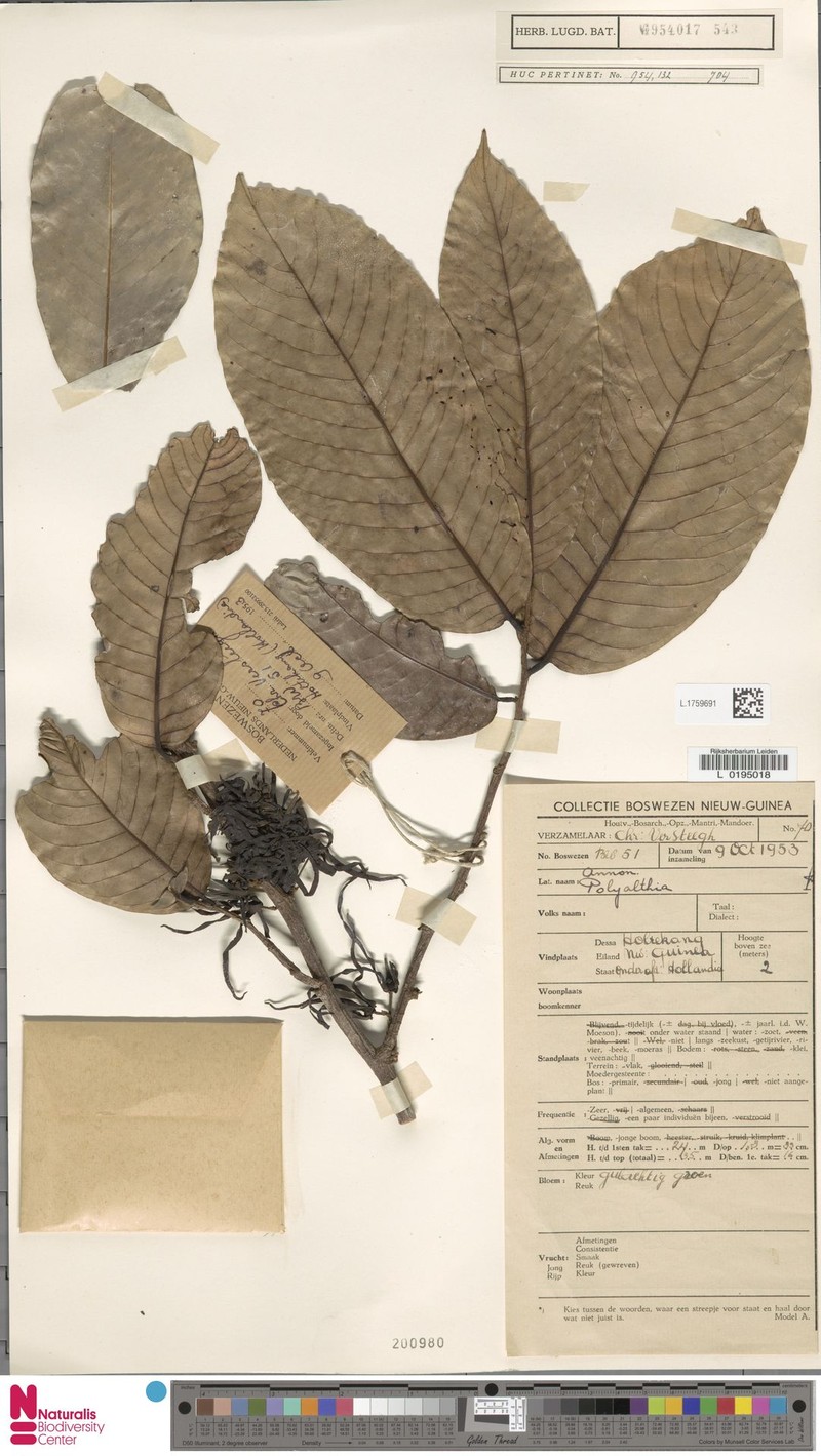Monoon ramiflorum photo 4