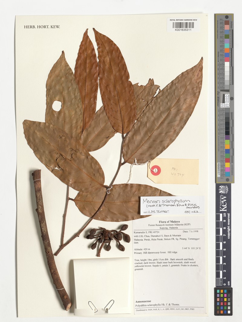 Monoon sclerophyllum