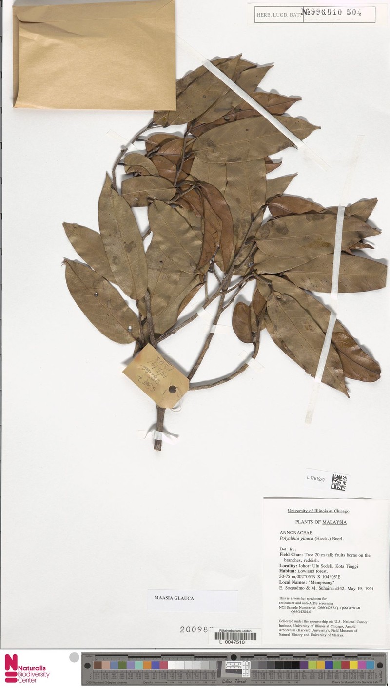 Monoon sclerophyllum photo 2