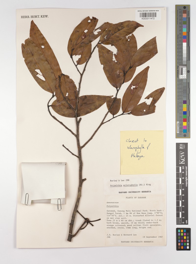 Monoon sclerophyllum photo 3